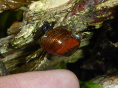 Novisuccinea strigata