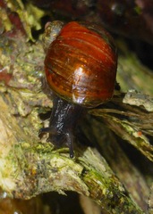 Novisuccinea strigata
