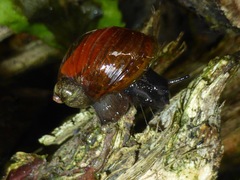 Novisuccinea strigata