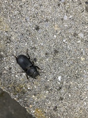 Dorcus parallelipipedus