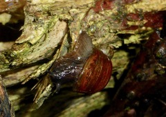 Novisuccinea strigata