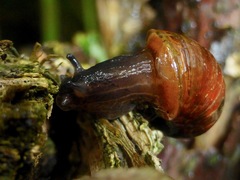 Novisuccinea strigata