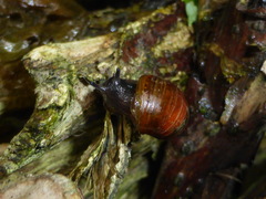 Novisuccinea strigata