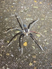 Ancylometes bogotensis