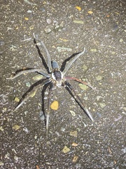 Ancylometes bogotensis