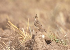 Galerida cristata meridionalis