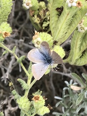 Icaricia icarioides moroensis