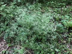 Galium sylvaticum