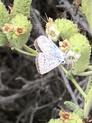 Icaricia icarioides moroensis