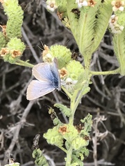 Icaricia icarioides moroensis