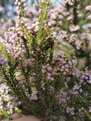 Thryptomene
