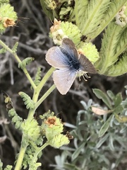 Icaricia icarioides moroensis