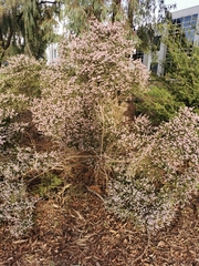 Thryptomene