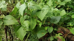 Psophocarpus tetragonolobus