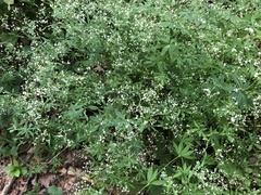 Galium sylvaticum
