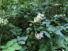 Vicia dumetorum