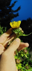Inula racemosa