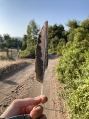 Corvus cornix sharpii