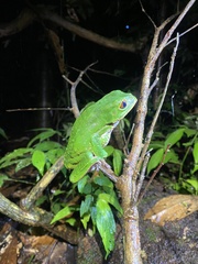 Phyllomedusa tarsius