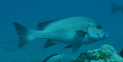 Plectorhinchus pica