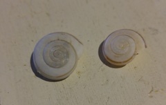 Sonorelix borregoensis