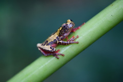 Dendropsophus triangulum