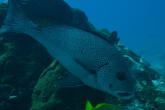 Plectorhinchus pica