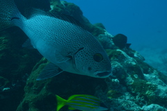 Plectorhinchus pica
