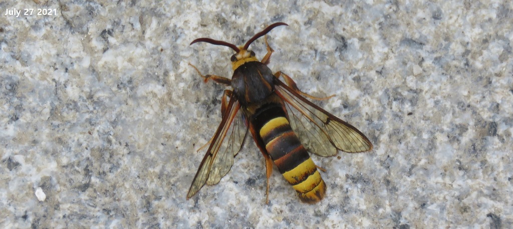 Sesia yezoensis