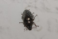 Pechalius dentiger