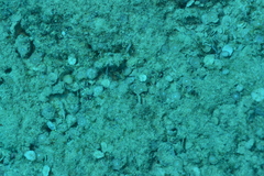 Amphisorus hemprichii