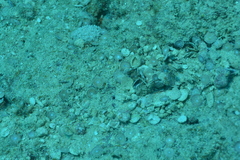 Amphisorus hemprichii