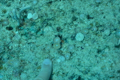 Amphisorus hemprichii