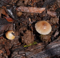Mycena carmeliana