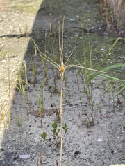 Hordeum distichon