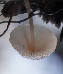 Mycena carmeliana