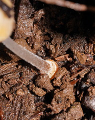 Mycena carmeliana