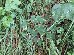 Euphorbia variabilis