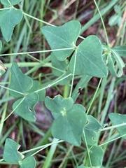 Euphorbia variabilis