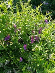 Vicia amoena