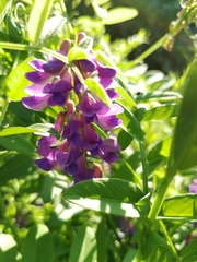 Vicia amoena