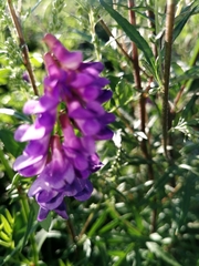 Vicia amoena