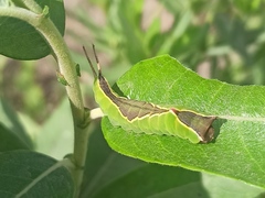 Cerura