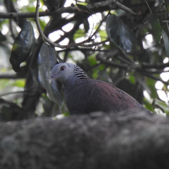 Columba elphinstonii