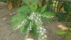Vitex negundo cannabifolia