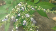 Vitex negundo cannabifolia
