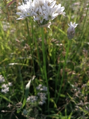 Allium ramosum