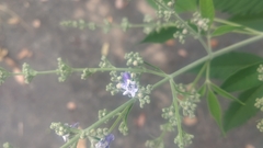 Vitex negundo cannabifolia