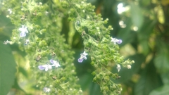 Vitex negundo cannabifolia