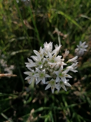 Allium ramosum